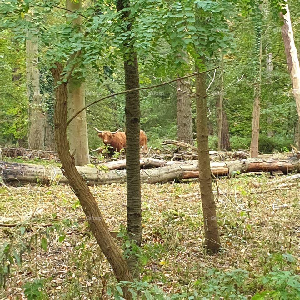 The Highland cattle in dutch woods