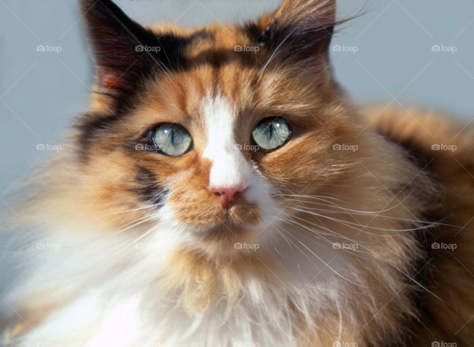 Piercing Green eyes, calico cat