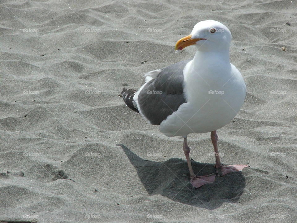 Seagull on Beach. Just a curious seagull on a beach near Astoria, Oregon