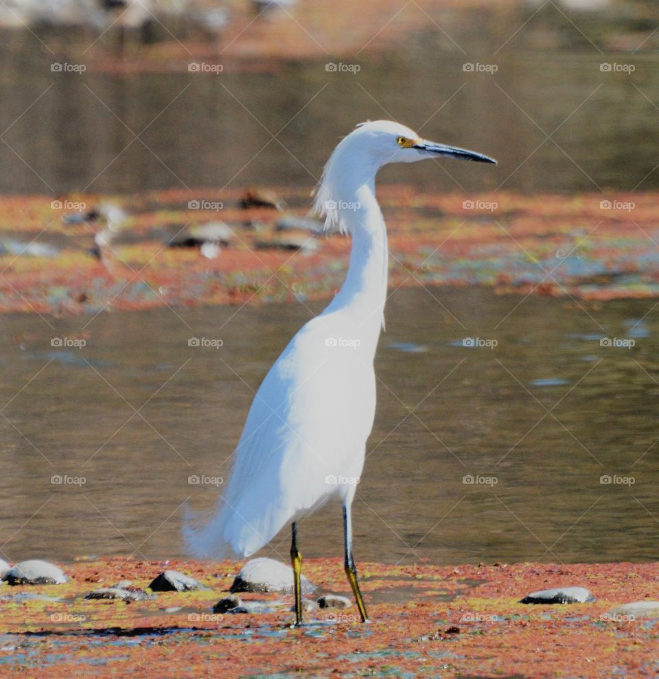 white heron standing in the water fishing