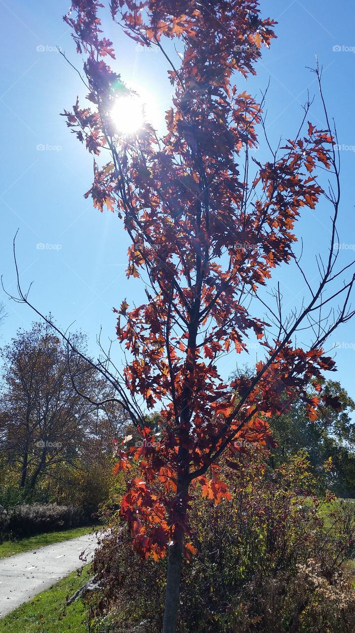 Red Autumn tree in Sunlight