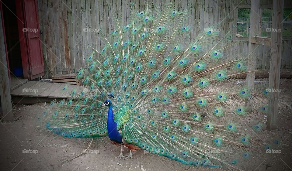 Peacock, Bird, Exhibition, Feather, Poultry