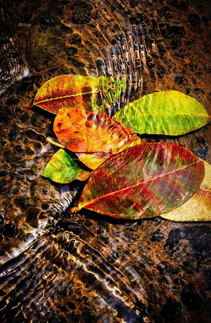 Leaves in a stream