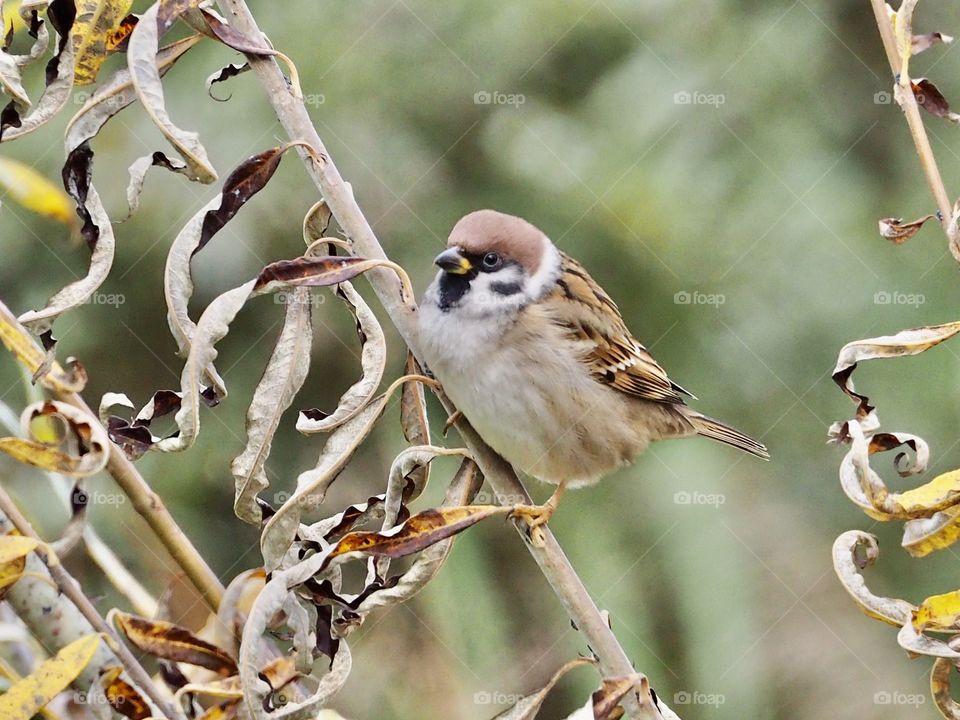 Sparrow