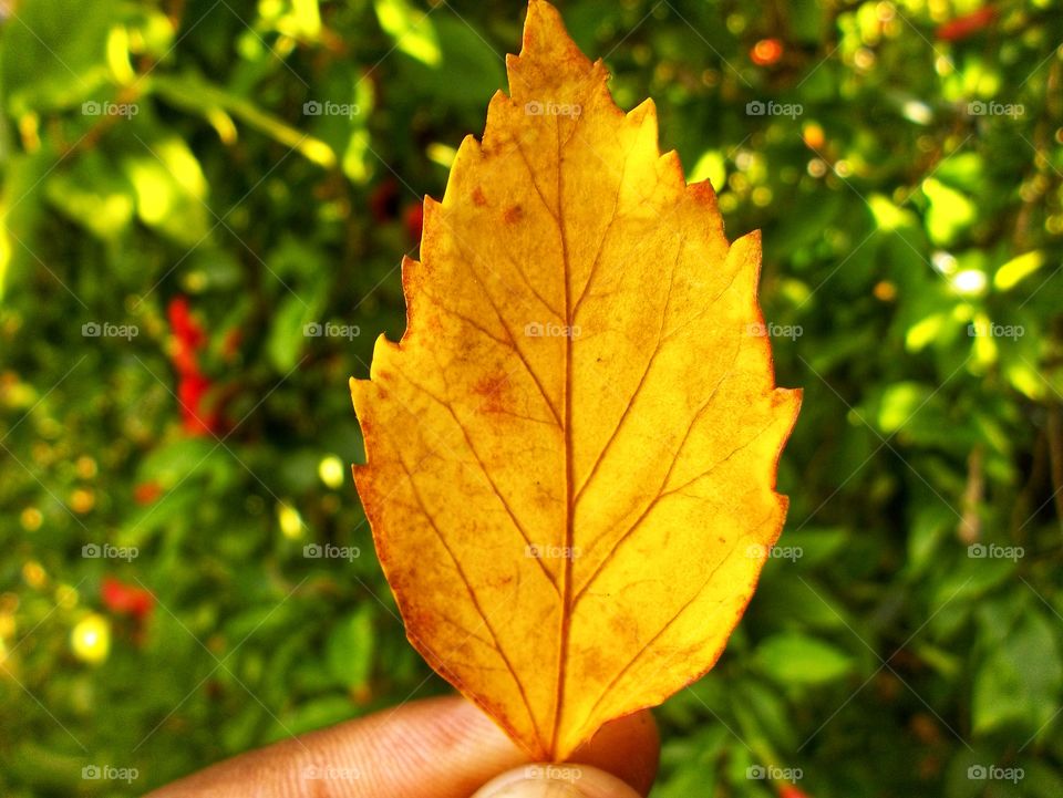 Autumn Leaf