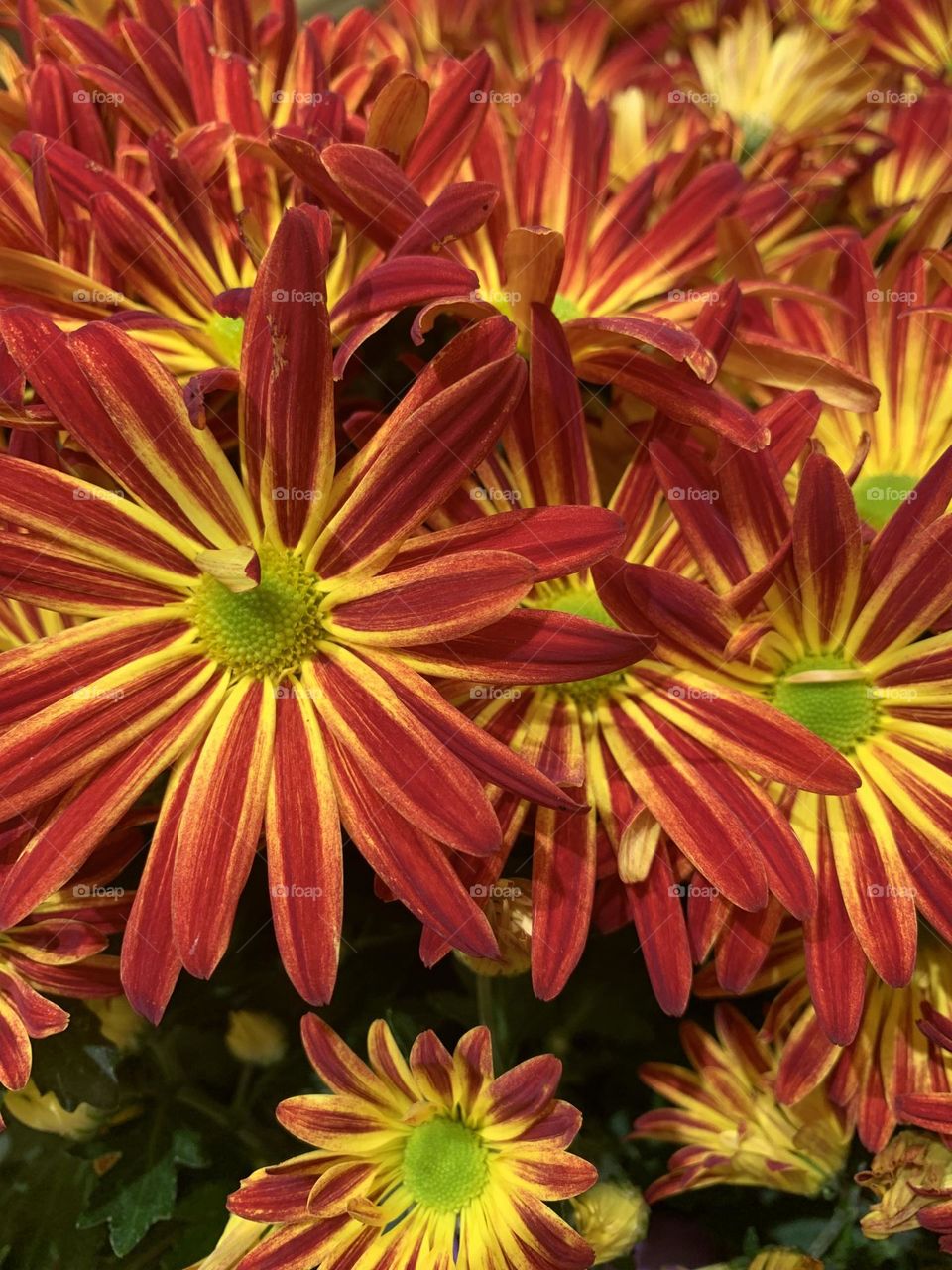 The Colors of Autumn - Chrysanthemum (Queen of Fall Flowers) have appeared it must be fall: those stunning golds, pinks and burgundies,the tight petals on blooms are so numerous they practically hide the plant's foliage