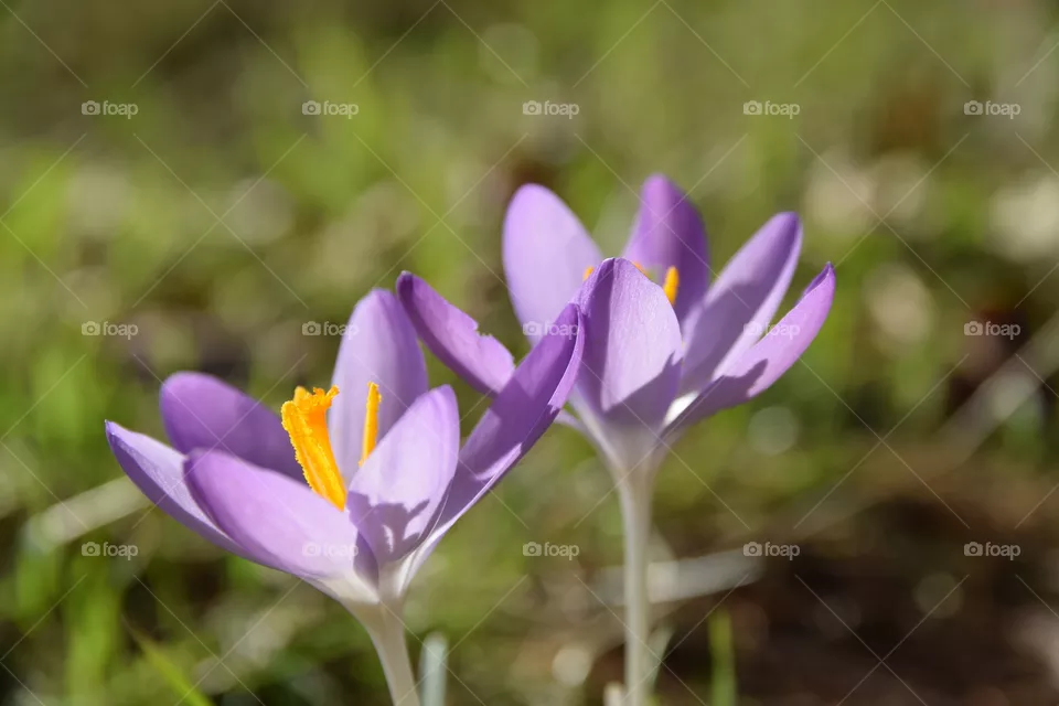 Springtime