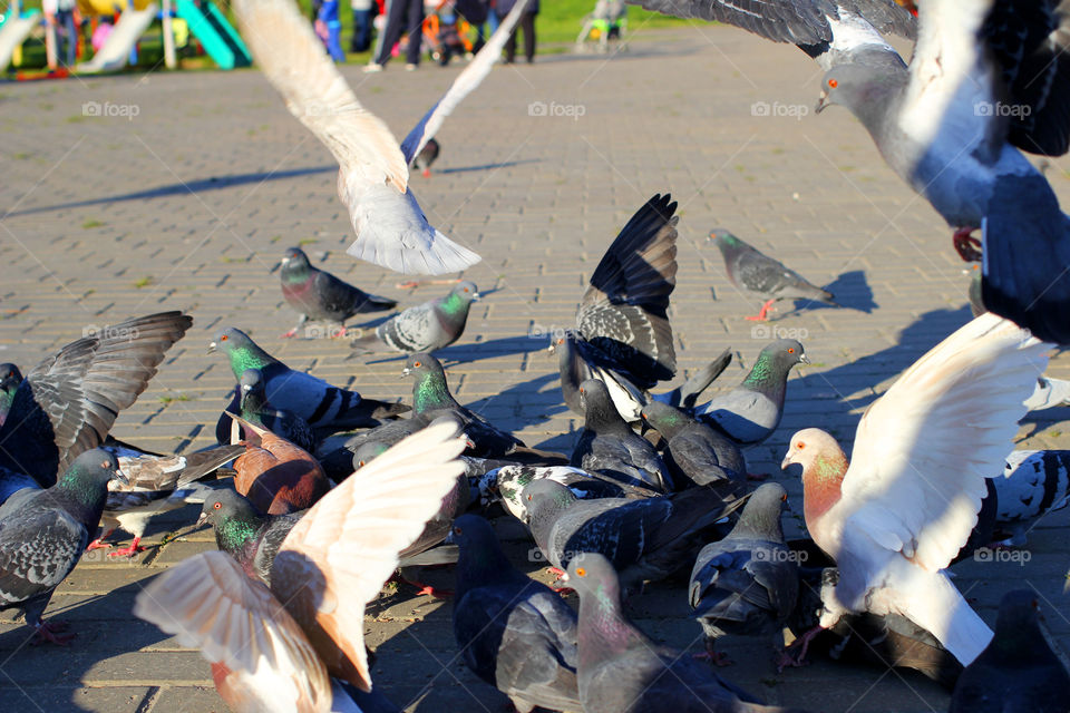 Pigeon, bird, "living being", fauna, nature, park, eat, grains, take off, landscape