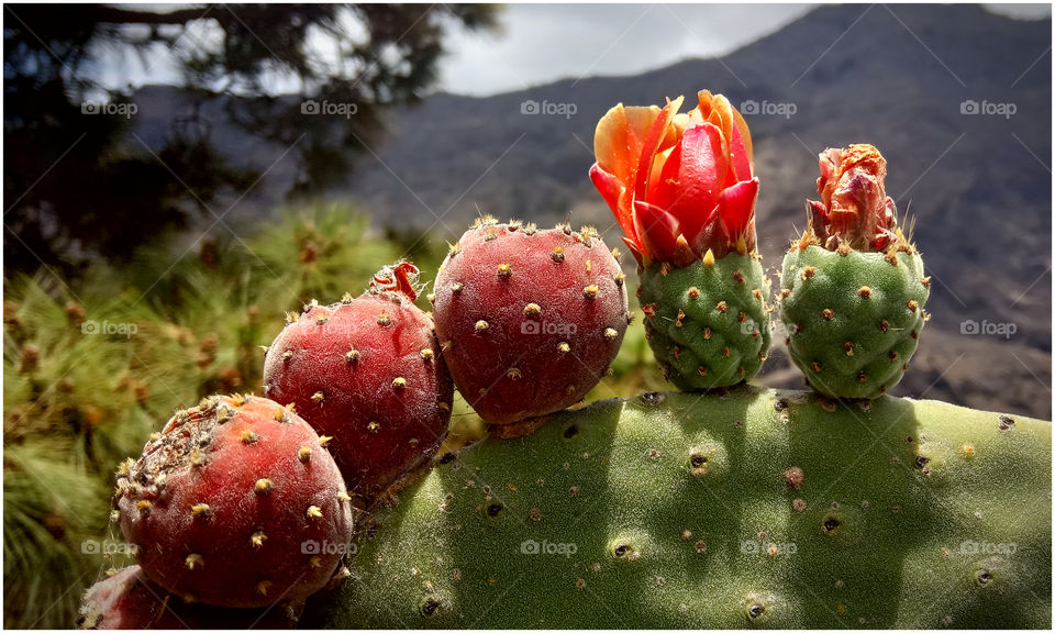 Cactus