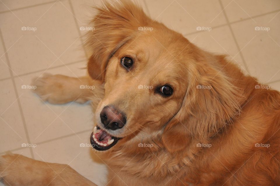 High angle view of dog