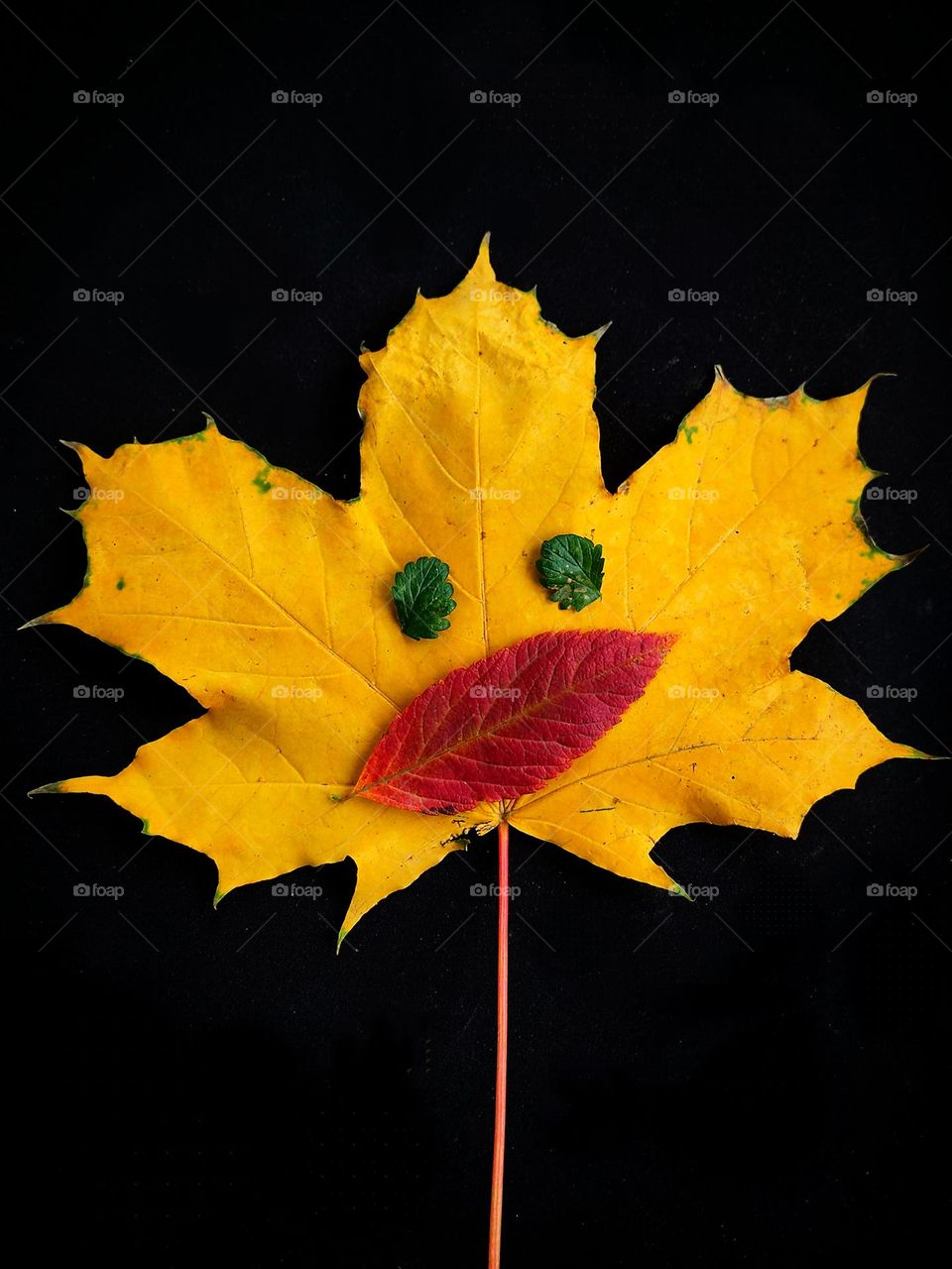 Autumn.  Face made of colorful autumn leaves.  The head is a yellow maple leaf, the eyes are two green parsley leaves and the mouth is a red liana leaf. Black background