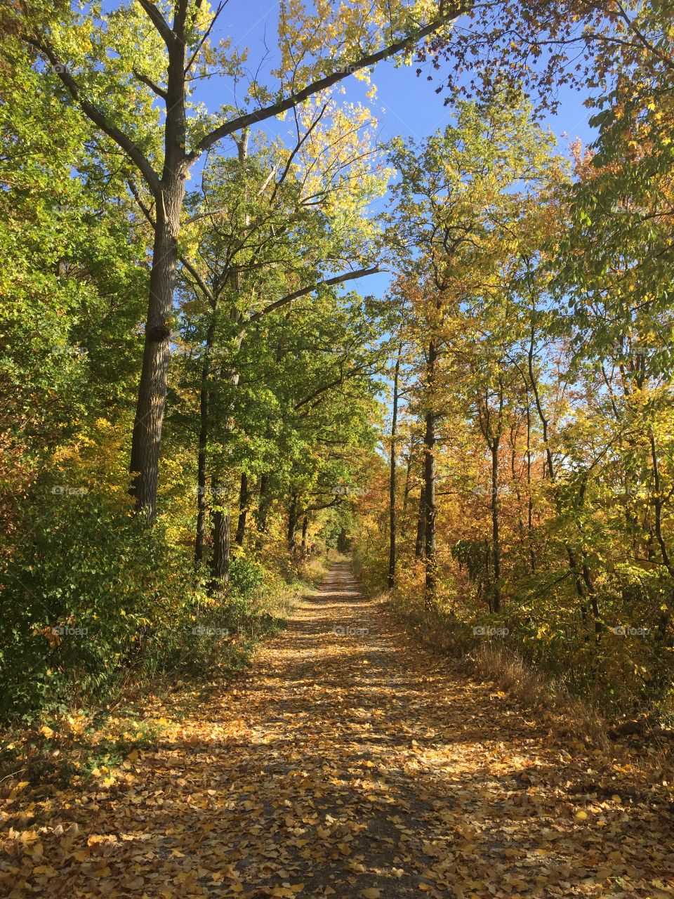 Spätsommer im Oktober. bunt, herbstlich, ein wunderschöner Spaziergang im Wald.