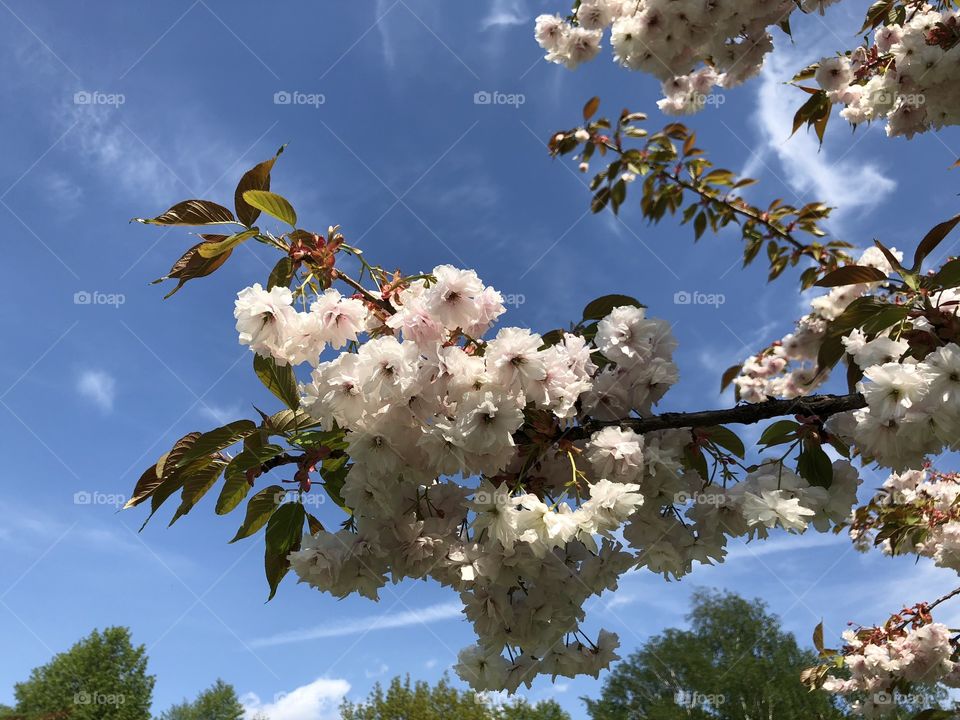 blossoming pink flower tree against blue sky