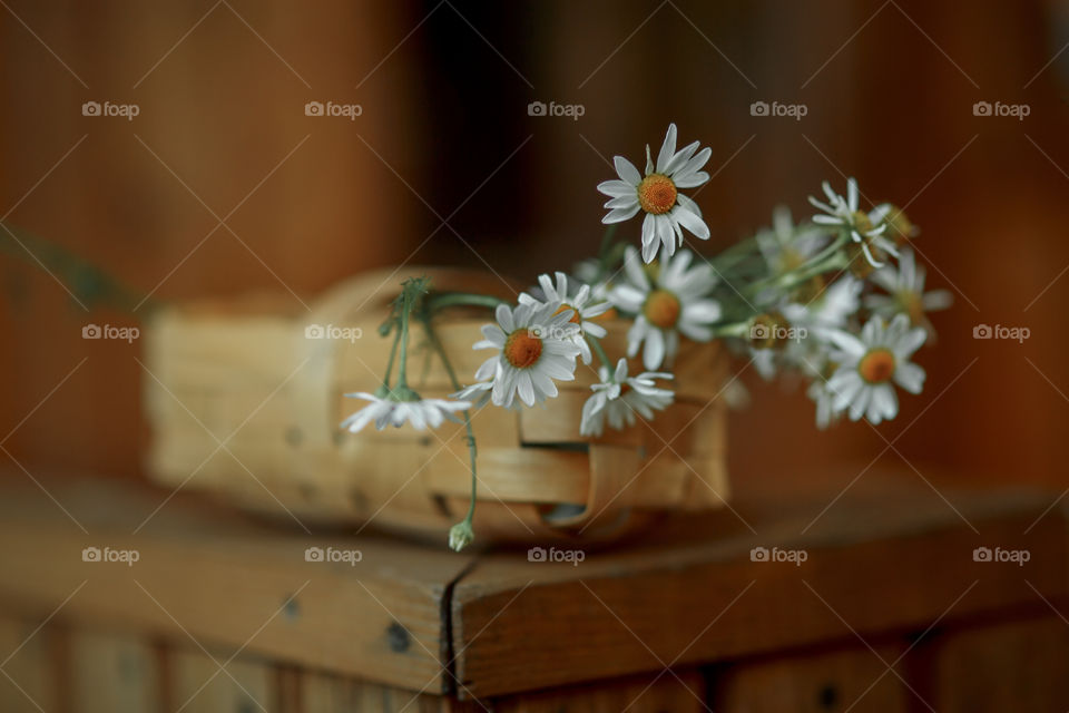 Daisies in a basket on wooden background 