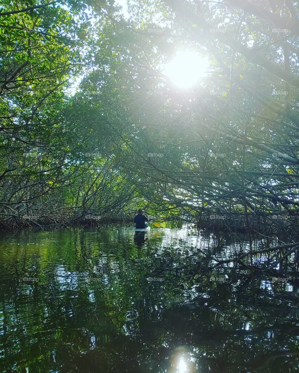 exploring mangroves in central florida!