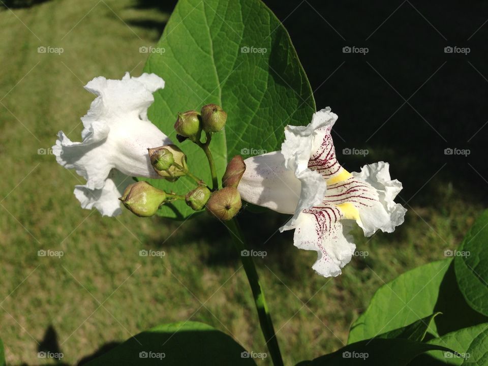 Catalpa Pride . Battle Creek trees 