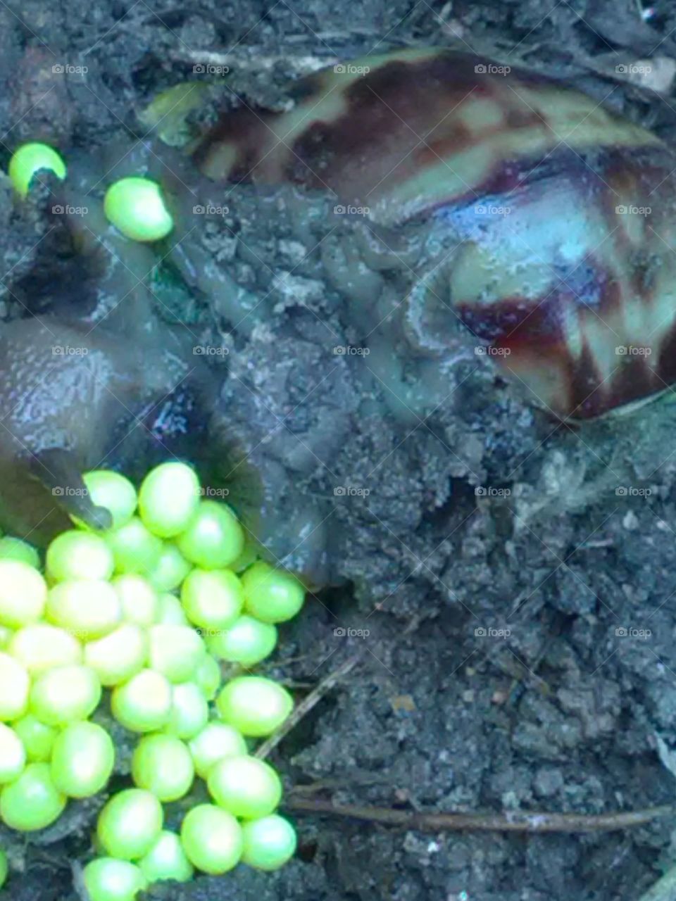 The snail found everywhere is donating life in the environment. These snail eggs are giving wonderful views.