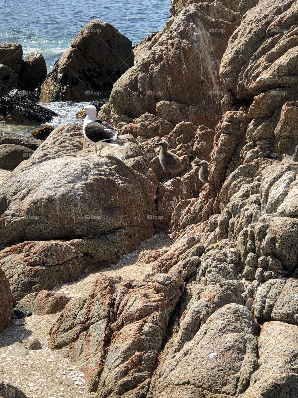 Adult bird and its puppies in a row over the rock at the beach