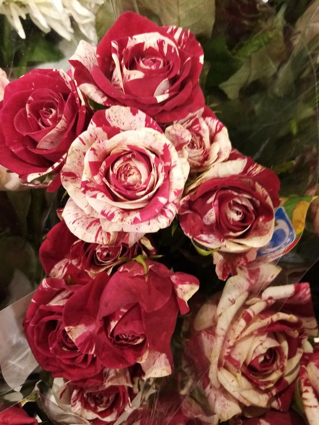 Rosen