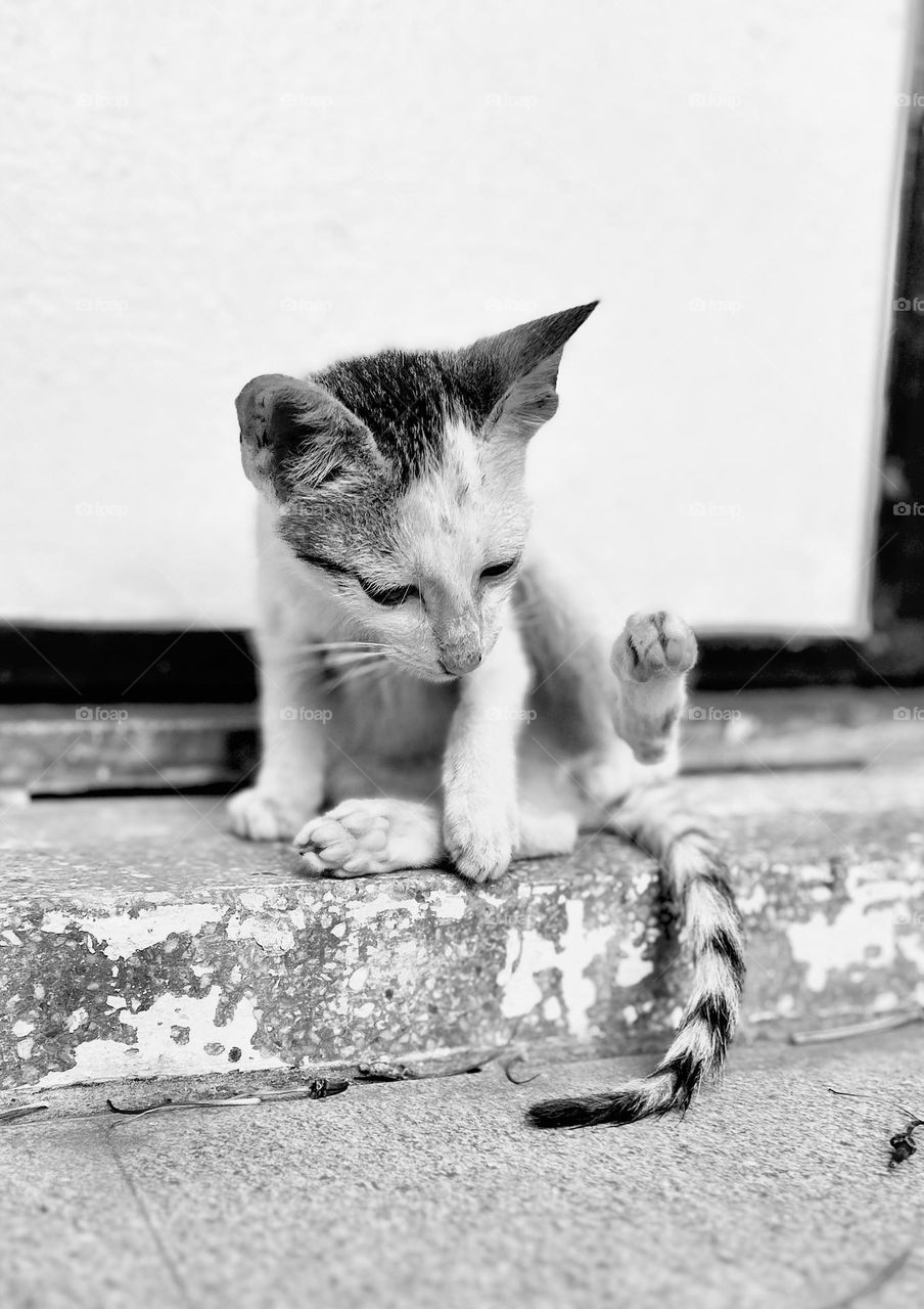 Cat  - monochromatic photography - curious kitten