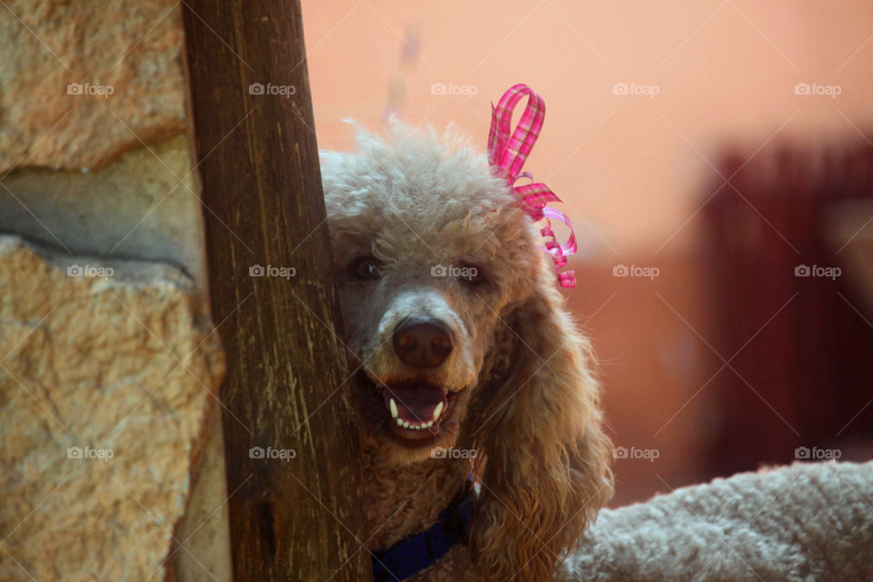 Peek a boo! Pet Poodle looking from behind a wall