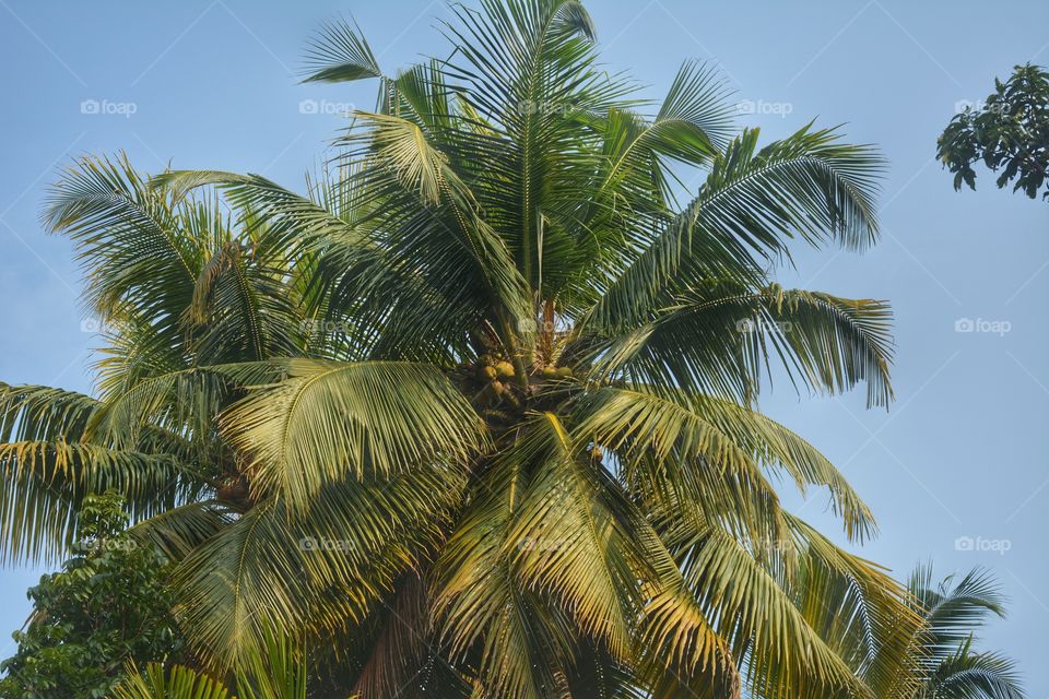 View of palm tree leaves against sky