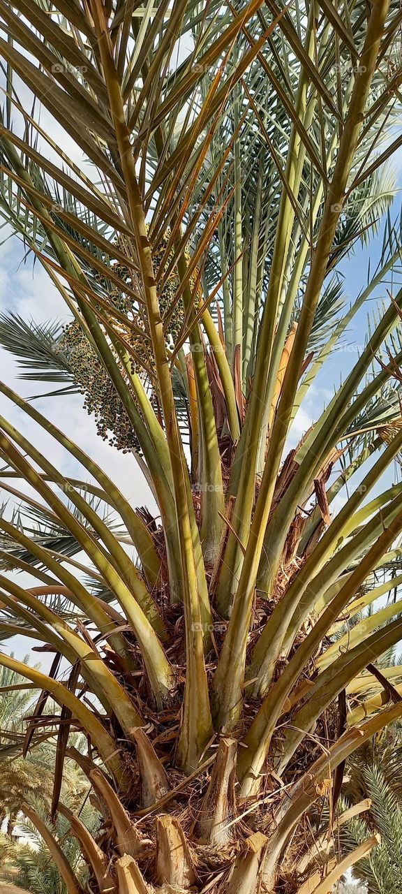 fruitful palm tree