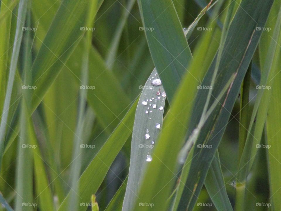 Regentropfen auf Grashalm