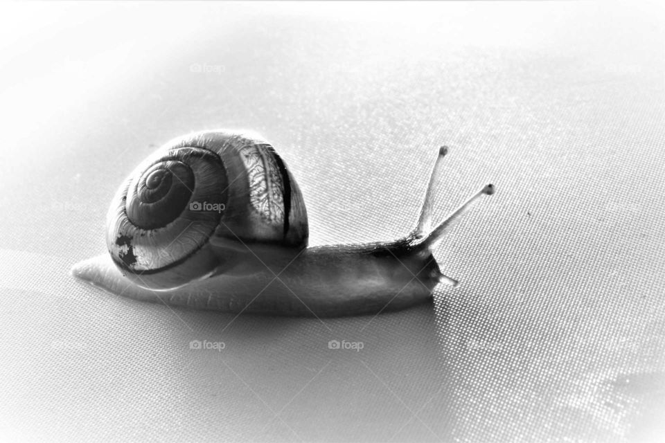 high key snail portrait black and white