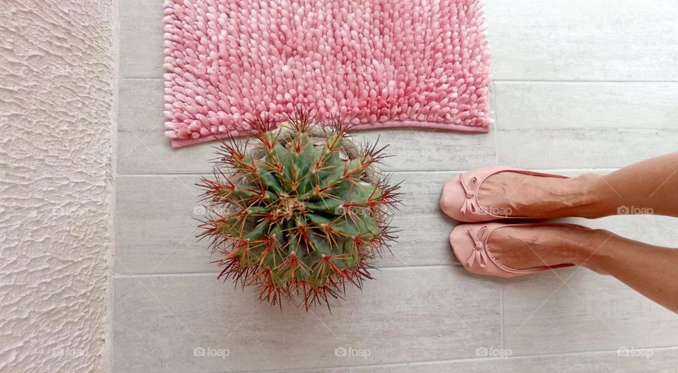 cactus top view and female legs