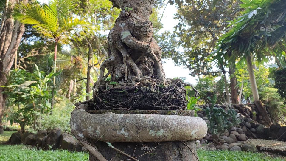 Bonsai expose root