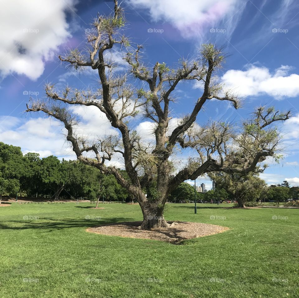 Dead dry tree