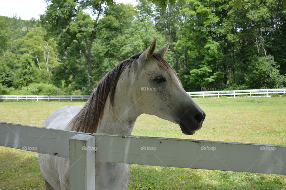 Majestic Horse 
