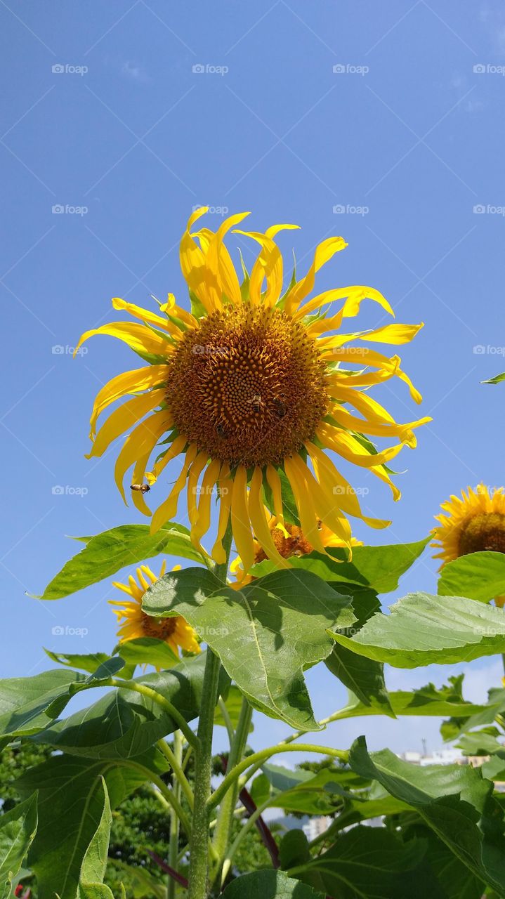 sunflower on the morning garden