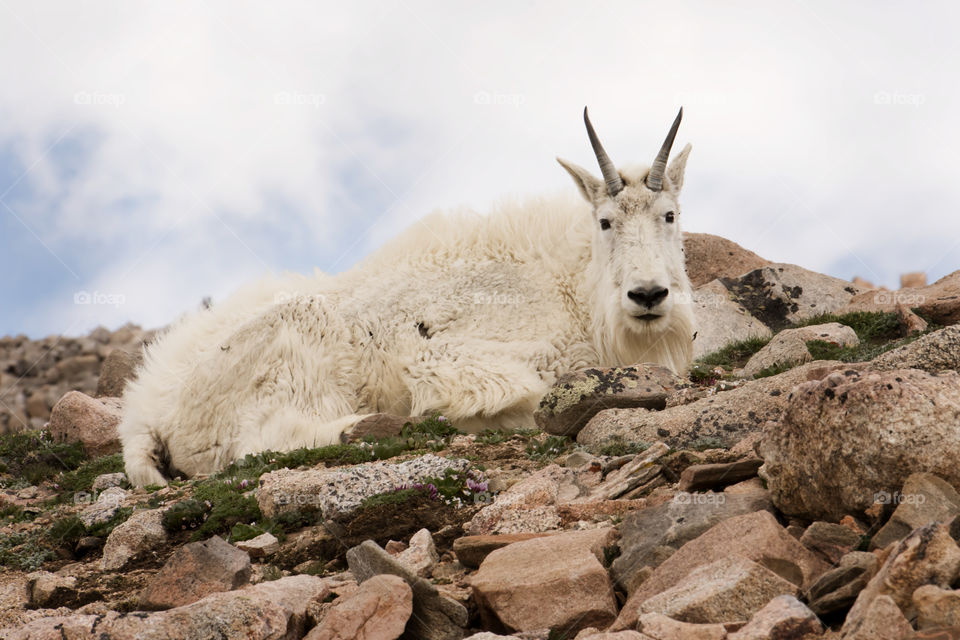 Mt. Evans Mountain Goat