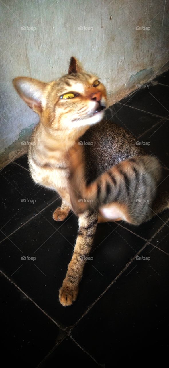 The cat is scratching or itching