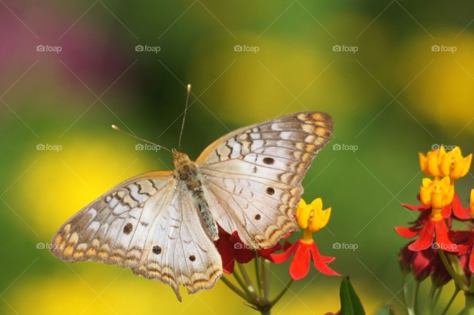 White Peacock butterfly