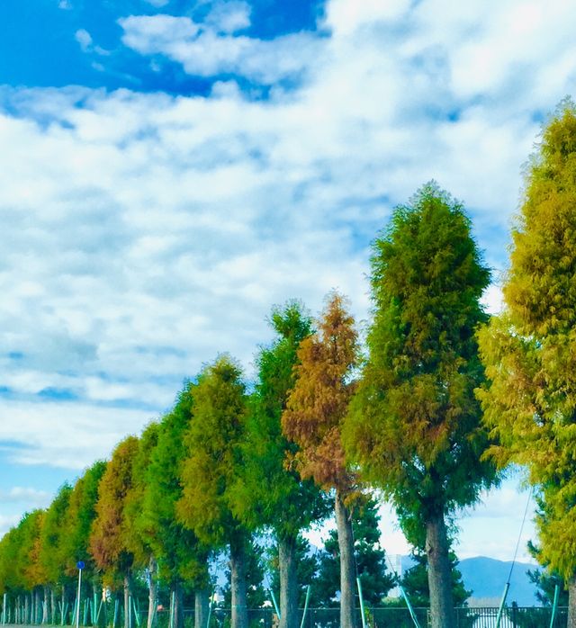 autumn colors 