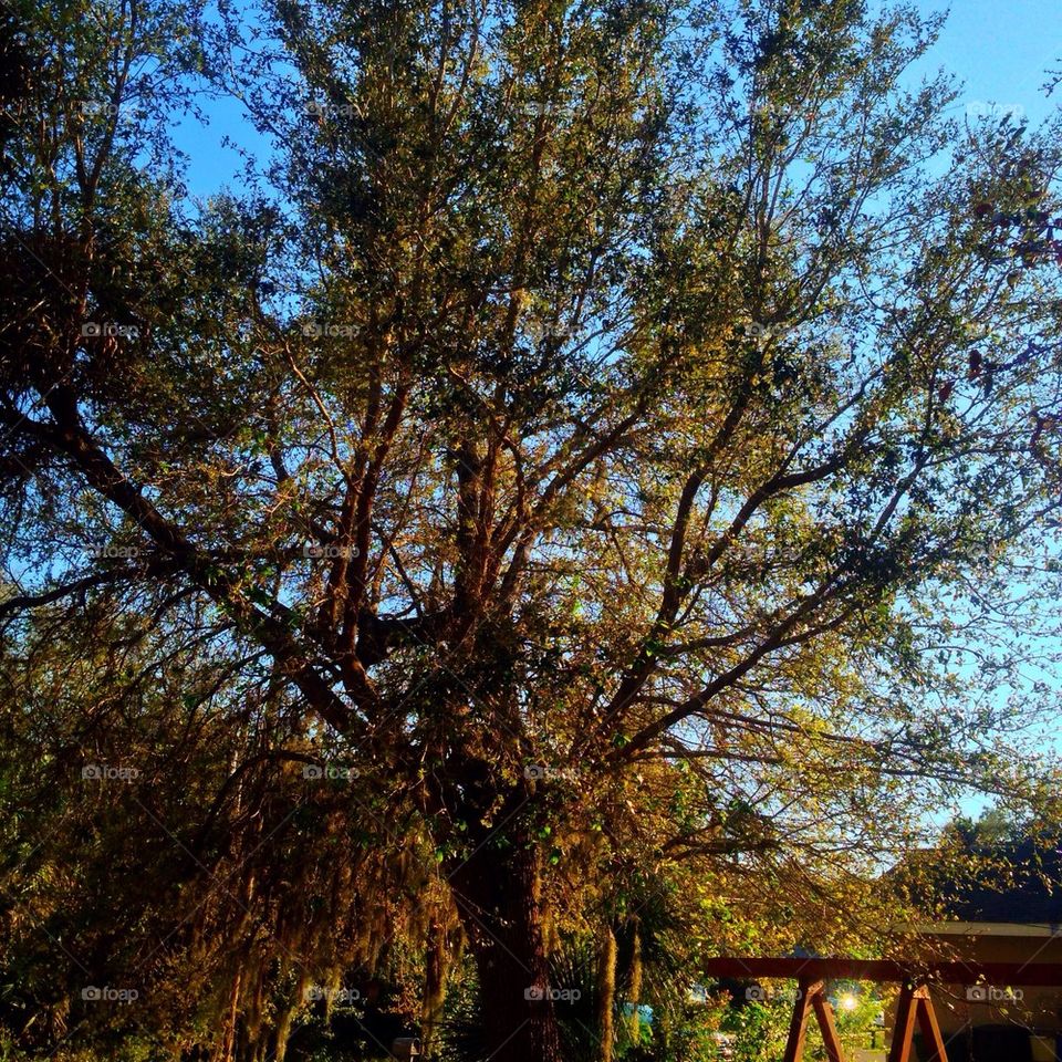 Beautiful Oak Treee