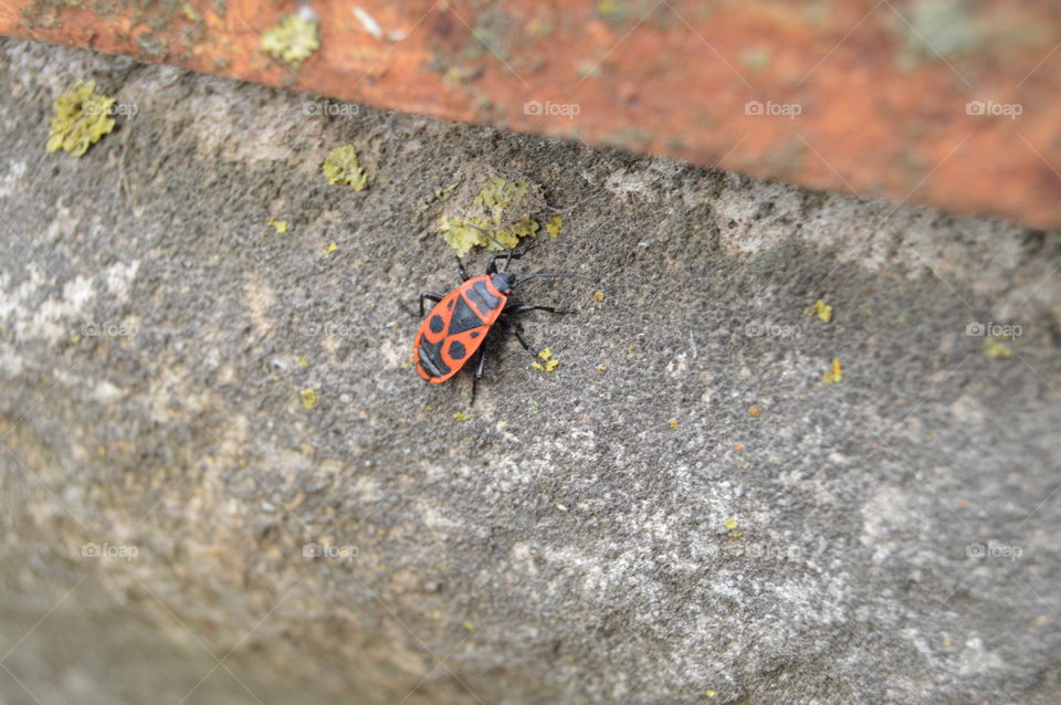 Insect, Beetle, Rock, Stone, Nature