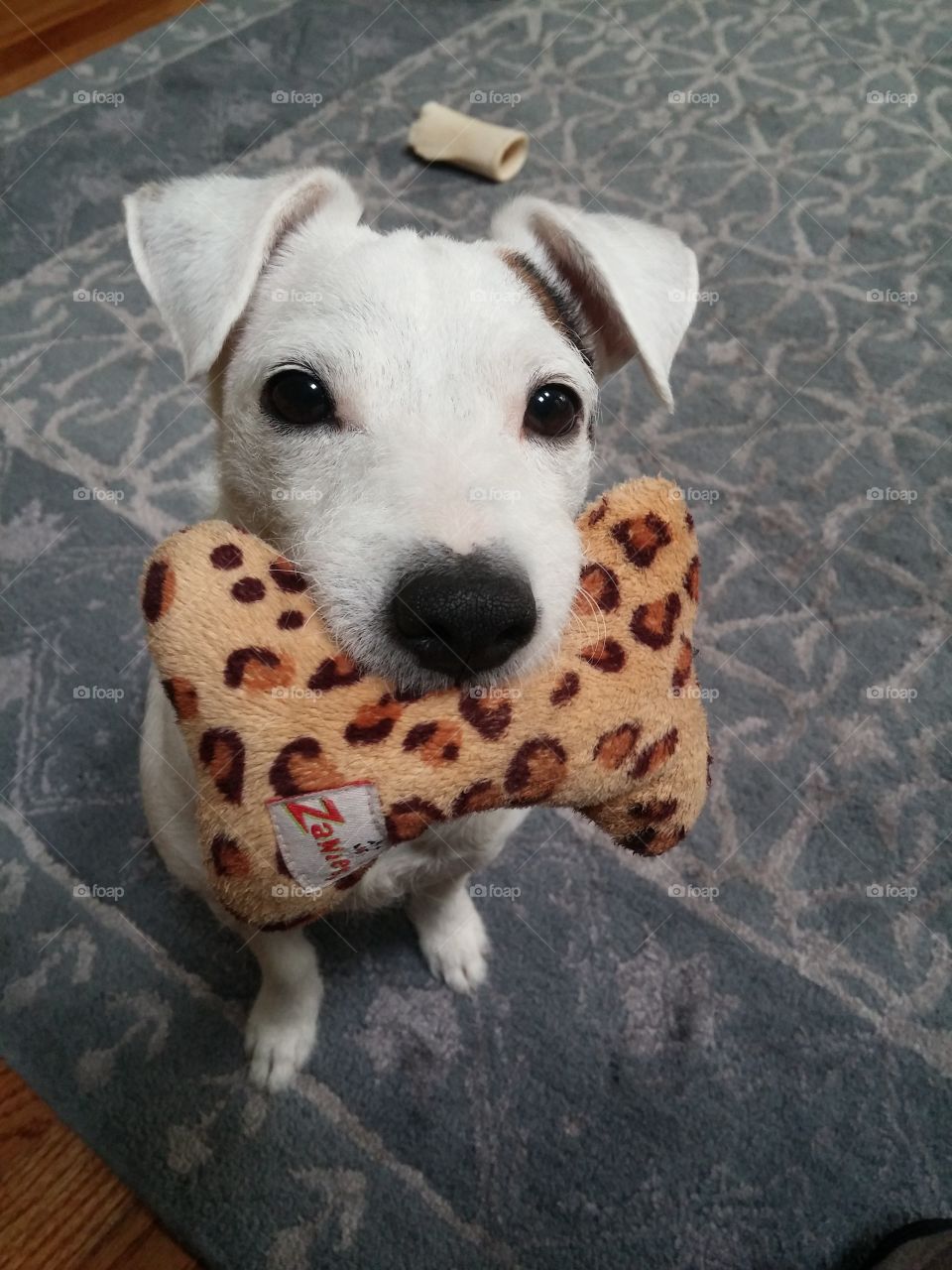 cute dog with fuzzy toy