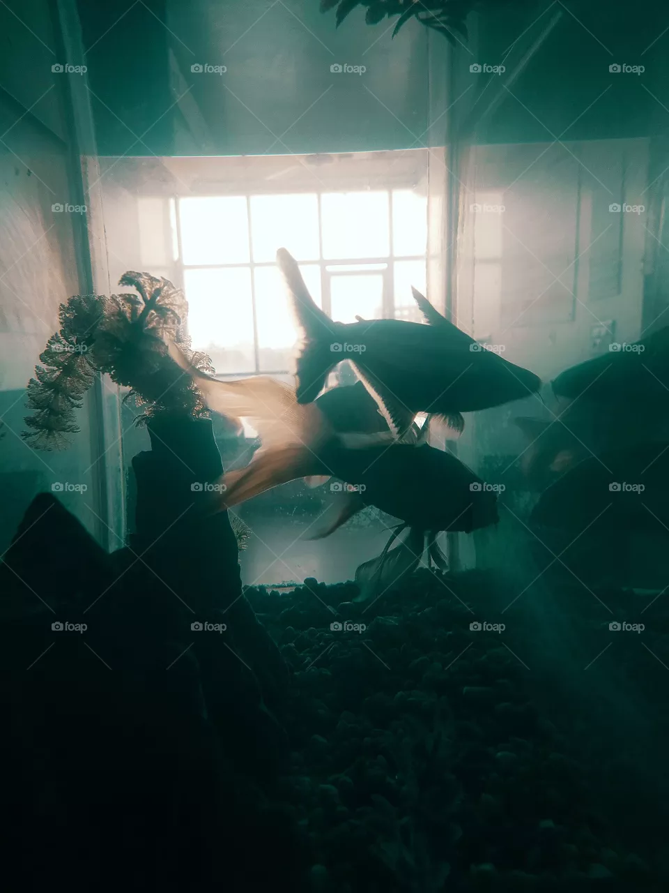 Fish tank photo shot on camera