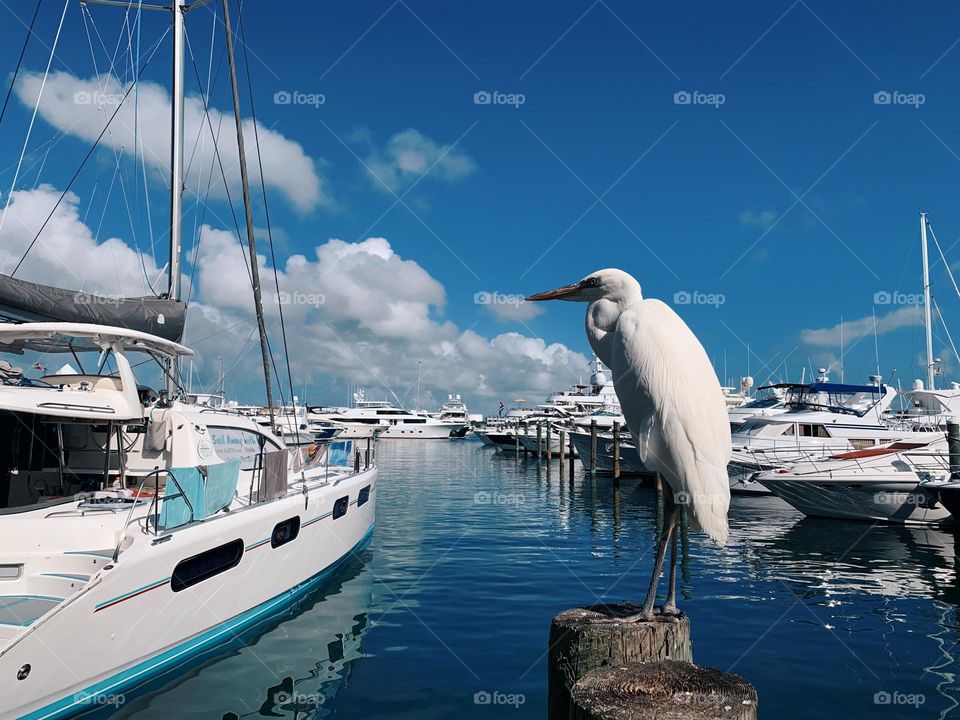 EGRET BIRD AT KEY WEST BIGHT