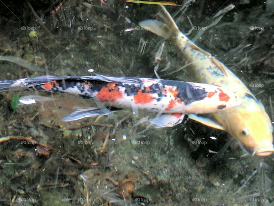 spotted fish