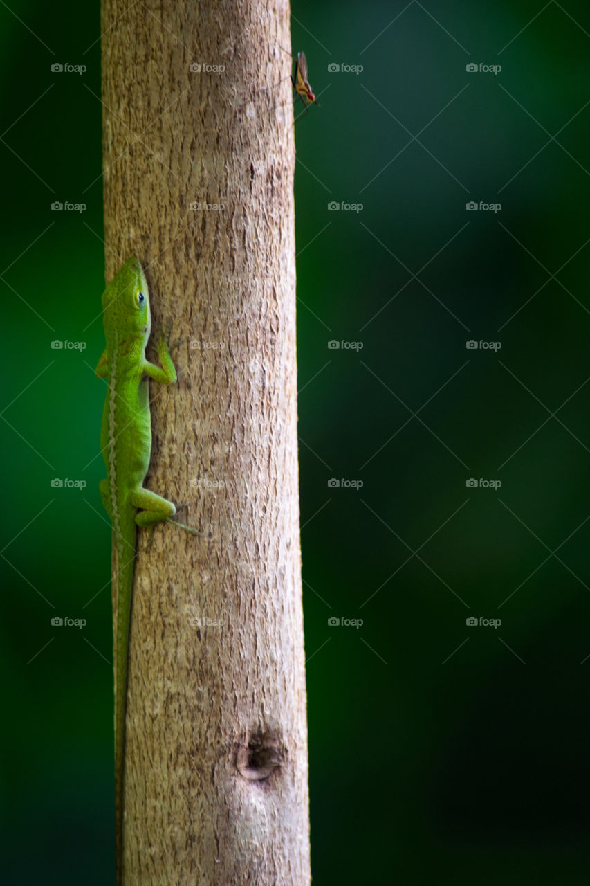Anole Hunting