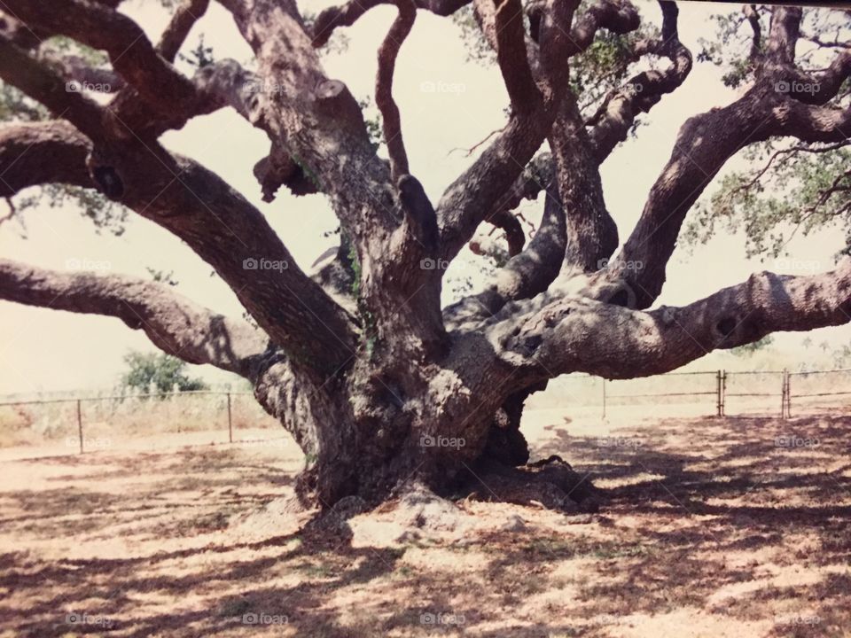 Great tree