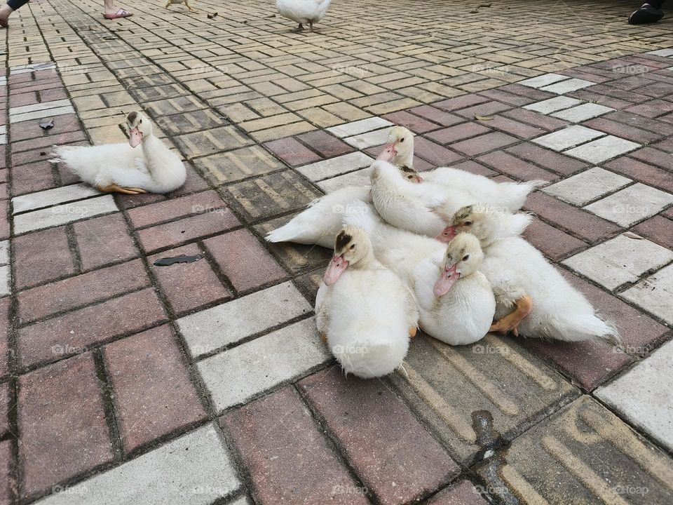 Cute ducks in Luye Township, Taitung County