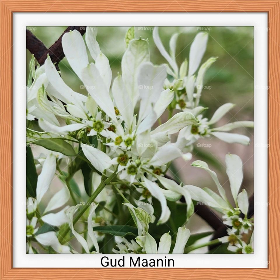 spring plant _ Good Morning