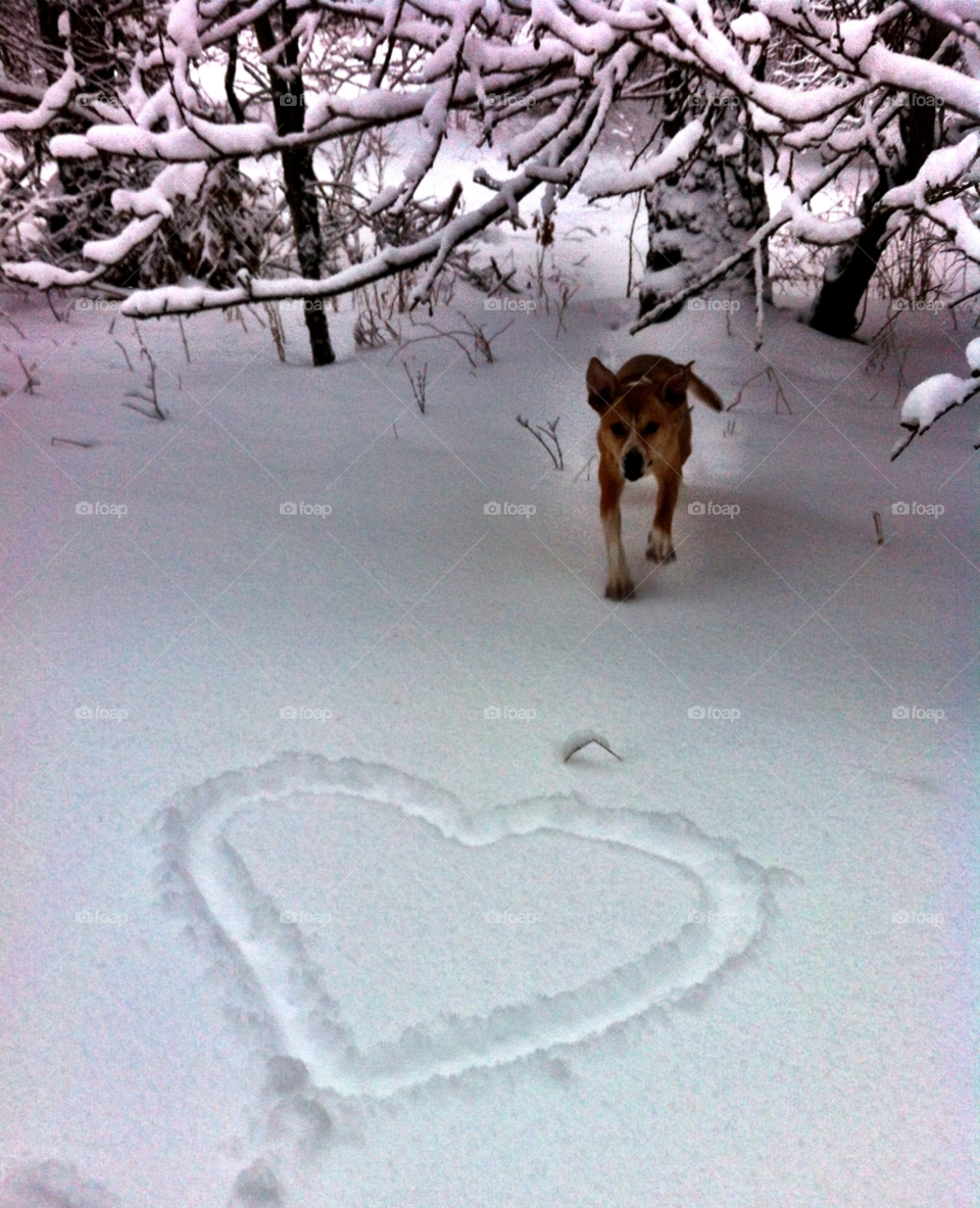 northern michigan snow winter dog by serenitykennedy