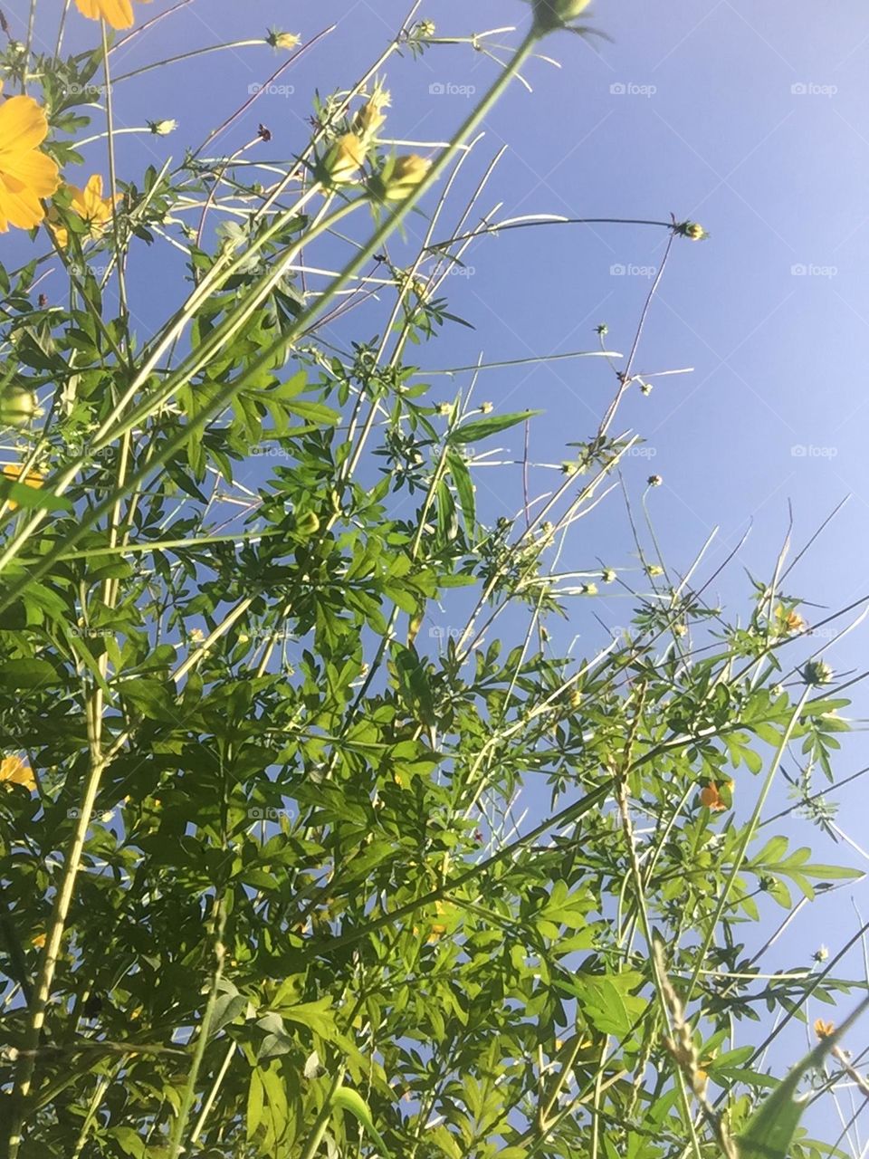 Leaves in sky backround